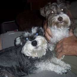 Miniature Schnauzers from Sissy's Sassy Mini Schnauzers