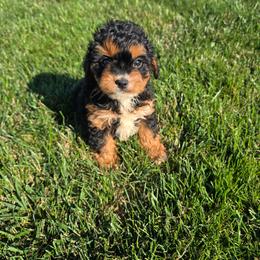 Jill - Black and tan female Cavapoo puppy in Apple Creek, Ohio from Grandeur Valley Puppies