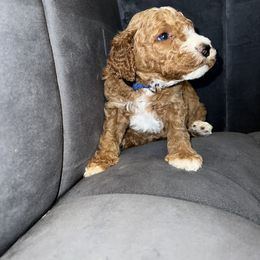 Goldendoodle and Poodle Puppies from Houstonwehavedoodles
