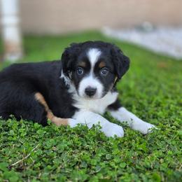 Zion - Black tri female Miniature Australian Shepherd puppy in Riverview, Florida from Kelly Pompeo