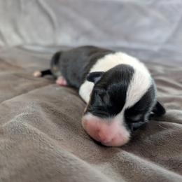 AKC Cardigan Boy 'Scout - Black and white male Cardigan Welsh Corgi puppy in Tombstone, Arizona from WeVolution Off-Grid