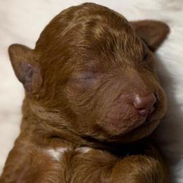 The Little Princess - Red  female Poodle puppy in Davie, Florida from Dave Poodles
