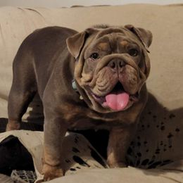 Brodie - Bulldog