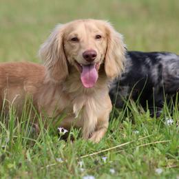 Falkor - Dachshund