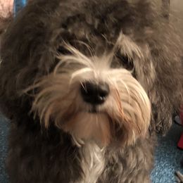 Panda - Havanese