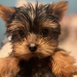 Shih Tzus and Yorkshire Terriers from MotorCity Lavish K9s
