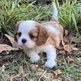 Tara - Blenheim female Cavalier King Charles Spaniel puppy in Diberville, Mississippi from Sophie’s AKC Cavaliers
