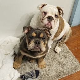 English Bulldog Puppies from Cuddabulz