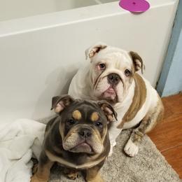 English Bulldog Puppies from Cuddabulz