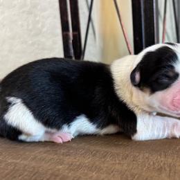 Cupid - Black and tan male Pembroke Welsh Corgi puppy in Muldrow, Oklahoma from Dean’s Rustic Ranch Corgis and Horses