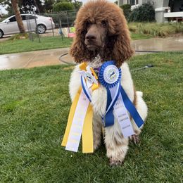 Choas - Parti male Poodle puppy in Hesperia, California from HD Poodles