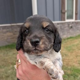 Casper - Piebald male Dachshund puppy in Arkansas from Heart of Doxie