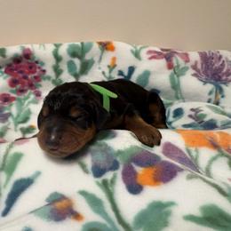 Margaret - Black and rust female Doberman Pinscher puppy in Coplay, Pennsylvania from By My Side Germans Shepherds & Dobermans