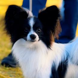 Umberto - Papillon
