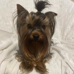 Charlie - Yorkshire Terrier