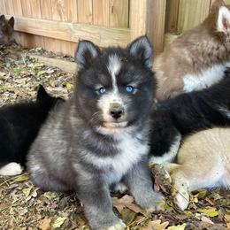 Jet - Black and white male Siberian Husky puppy in Elkin, North Carolina from Blue Ridge Shadow Huskies