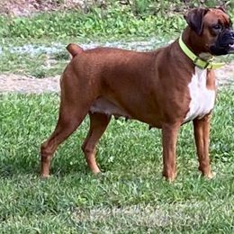 Delilah - Boxer