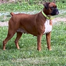 Delilah - Boxer