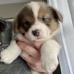 American Corgi and Pembroke Welsh Corgi Puppies from Folly Acres Corgis
