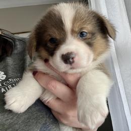 American Corgi and Pembroke Welsh Corgi Puppies from Folly Acres Corgis