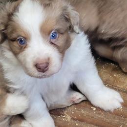 Gorgeous George - Red merle male Miniature American Shepherd puppy in Goldendale, Washington from Amulet Charm