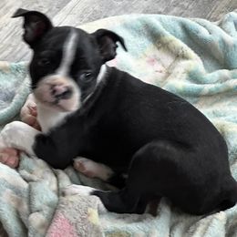 Boston Terriers from Cindy's Boston Terriers