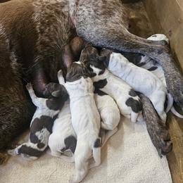 Boy 4 - Liver roan German Shorthaired Pointer puppy in Henderson, Texas from C4 Gun Dogs