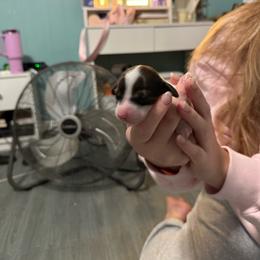 Female 1 - Piebald female Dachshund puppy in Houma, Louisiana from Portier’s Mini Dachshunds