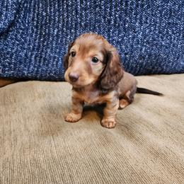 Allen - Red Dachshund puppy in Lindsay, California from Lazy K&M Dachshunds