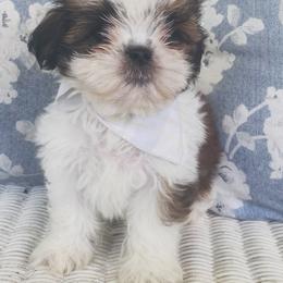 Shih Tzu Puppies from Tiny Bubbles Shih Tzus