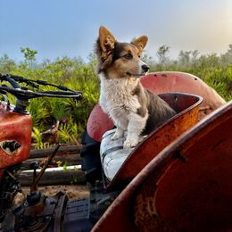 Pembroke Welsh Corgi Puppies from Storybook Corgis