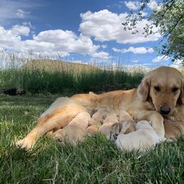 Golden Retriever Puppies from The Wildfire Ranch