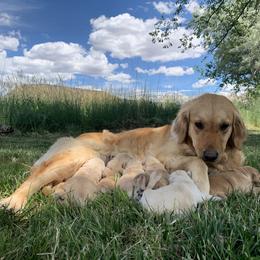 Golden Retriever Puppies from The Wildfire Ranch
