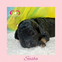 Sasha - Light Pink - Phantom female Poodle puppy in Simms, Texas from Donna’s Aussies & Pink Heart Poodles