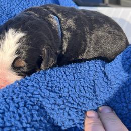 Blue - Black rust and white male Bernese Mountain Dog puppy in North Grove, Indiana from J&F Country Canines