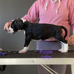 Boy 9 - Great Dane puppy in Lake View, New York from North Park Great Danes