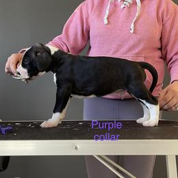 Boy 9 - Great Dane puppy in Lake View, New York from North Park Great Danes