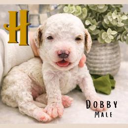 Dobby - Parti male Goldendoodle puppy in Hilton, New York from The House of Goldendoodle