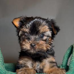 Aldo - Black and tan male Yorkshire Terrier puppy in San Diego, California from BC Breeders Association