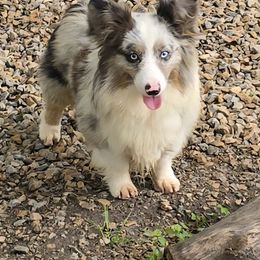Goose - American Corgi