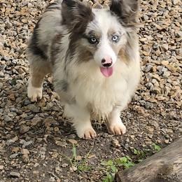 Goose - American Corgi