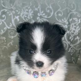Eeny - Black parti female Pomeranian puppy in Lexington, Oklahoma from BooneDox Miniature Dachshunds