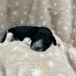 Goldendoodle Puppies from Sugar Doodles