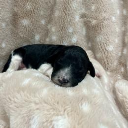 Goldendoodle Puppies from Sugar Doodles