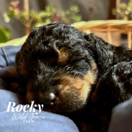 Poodle Puppies from Wild Grace Farm Pups