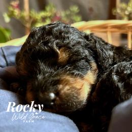 Poodle Puppies from Wild Grace Farm Pups