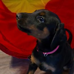 Emerald Eire's Seraphina - Black and rust female Doberman Pinscher puppy in Phoenix, Arizona from Emerald Eire Dobermanns
