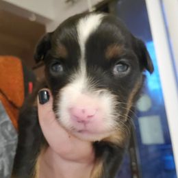 Miniature Australian Shepherd Puppies from Dollie's Aussie Farm