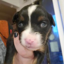Miniature Australian Shepherd Puppies from Dollie's Aussie Farm