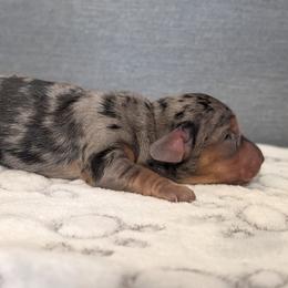 Basset Hound and Dachshund Puppies from Floppy Eared Friends Miniature Dachshund and  Bassett Hounds
